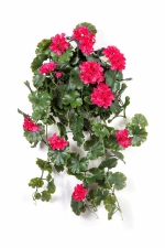 Geranium hang bush 66cm UV